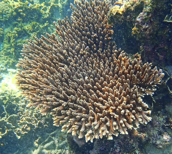 Beau récif corallien sous l'eau — Photo