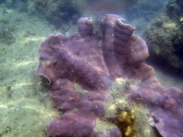 Hermoso coral montipora — Foto de Stock