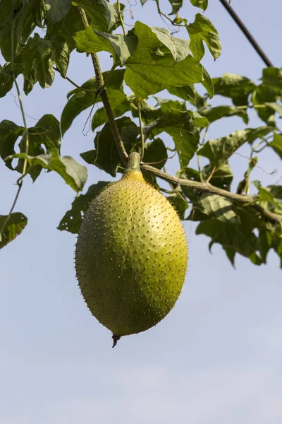 GAC ovoce na stromě zblízka — Stock fotografie