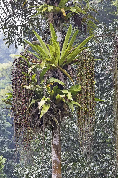 Datums op een palmboom, detail — Stockfoto