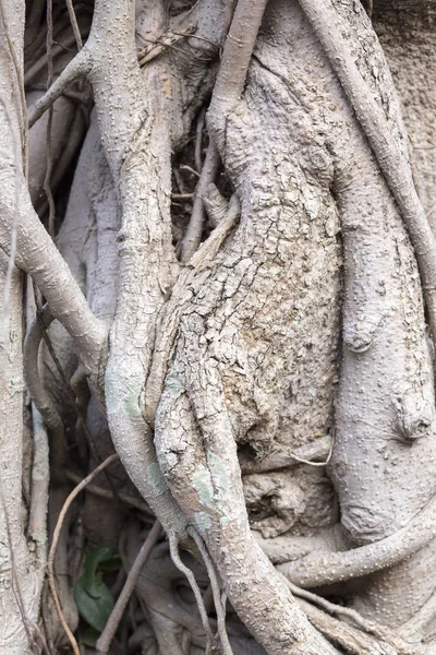 Detalle de un árbol de bonsái — Foto de Stock