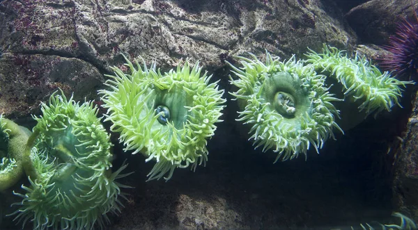 Beauty of the undersea world — Stock Photo, Image