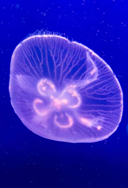 Medúzy plovoucí pozadí — Stock fotografie
