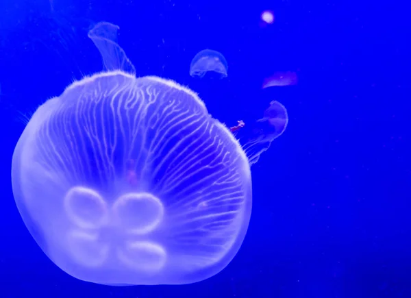Jellyfishes, modré pozadí — Stock fotografie