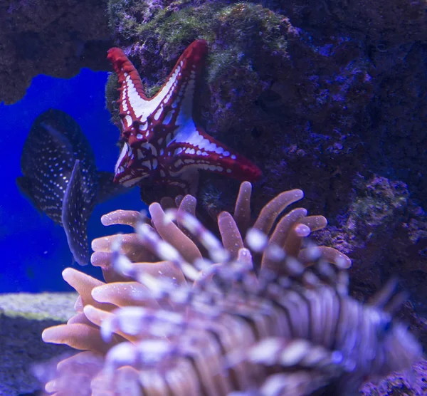 Red and White Starfish — Stock Photo, Image