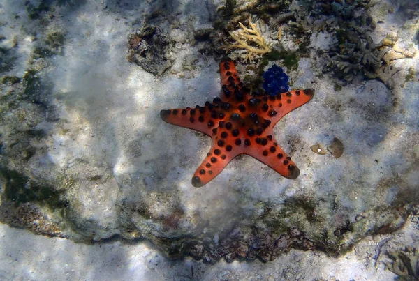 Big sea star under the sea close to a giant clam — Stock Photo, Image