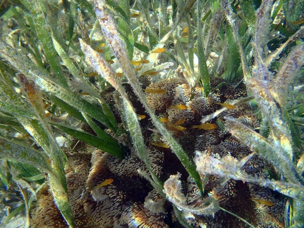 波西多尼亚植物中的鱼类和海葵 — 图库照片