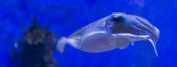Speer-Tintenfische — Stockfoto