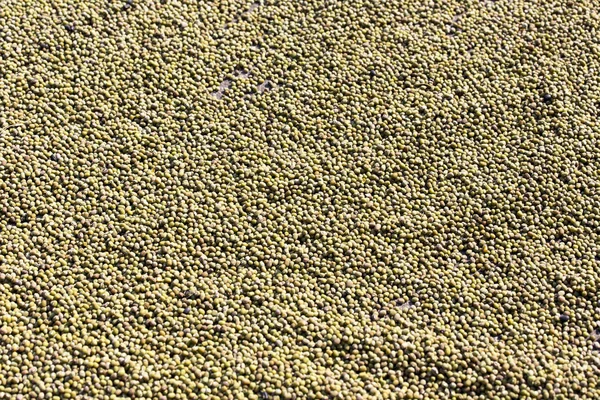 Raw green mung beans — Stock Photo, Image