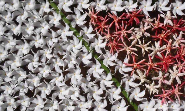 Kompozycja kwiat Frangipani w Bali — Zdjęcie stockowe