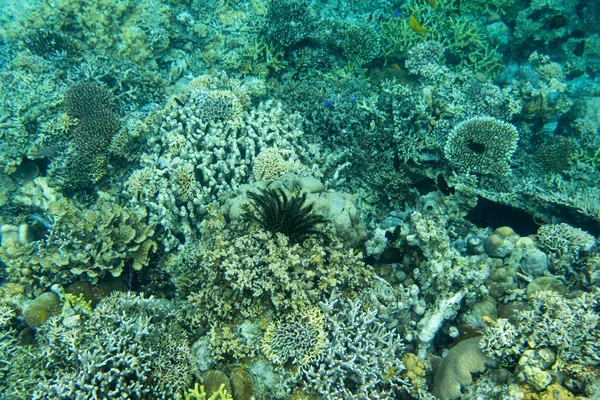 Wunderschönes Korallenriff — Stockfoto