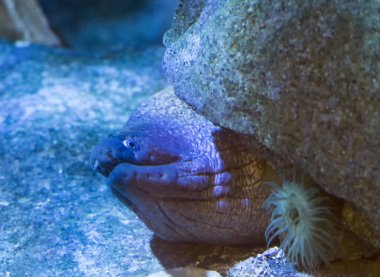 Moray görünümü kapatın