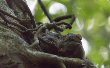 tarsius bir ağaç üzerinde 