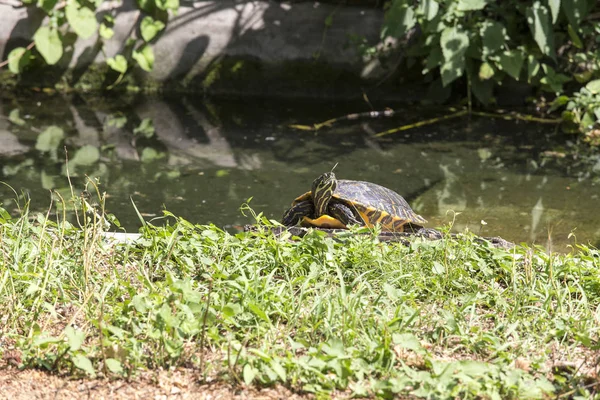 Черепаха в маленьком озере — стоковое фото