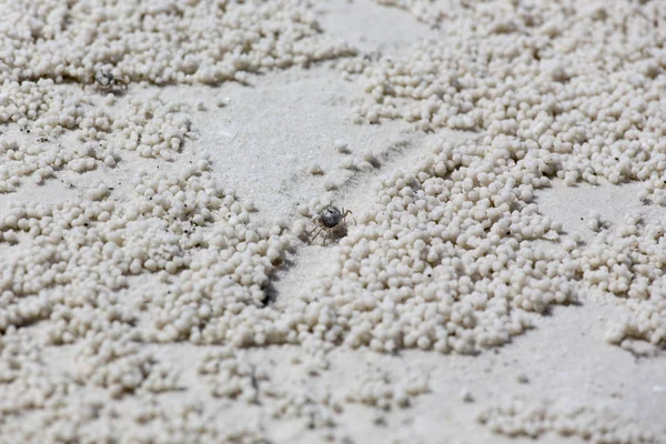 Kleine krab in het zand — Stockfoto