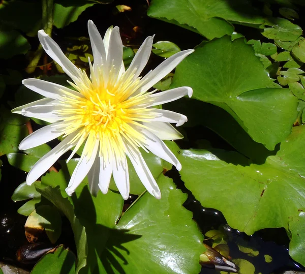 Lotus flower close up — Stock Photo, Image