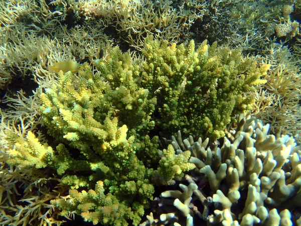 Acropora mercan ile renkli deniz manzaralı — Stok fotoğraf