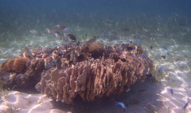 Mercan ve balıklar ile güzel deniz manzaralı