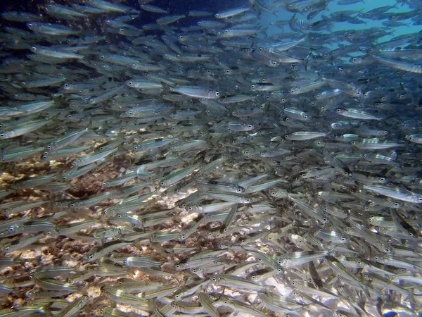 Escuela de peces —  Fotos de Stock