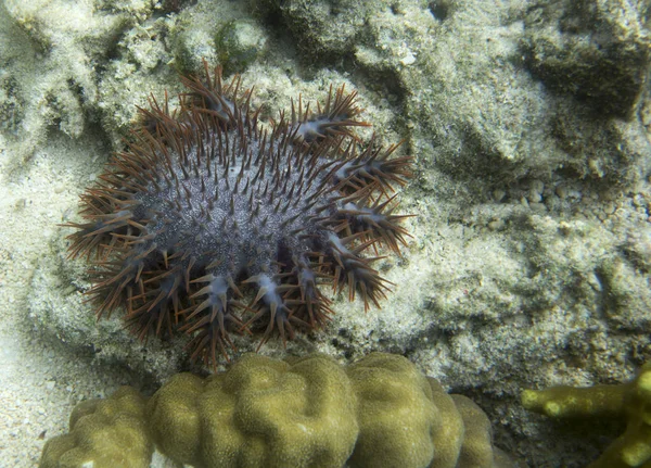 Espina estrella vista comer corales i — Foto de Stock