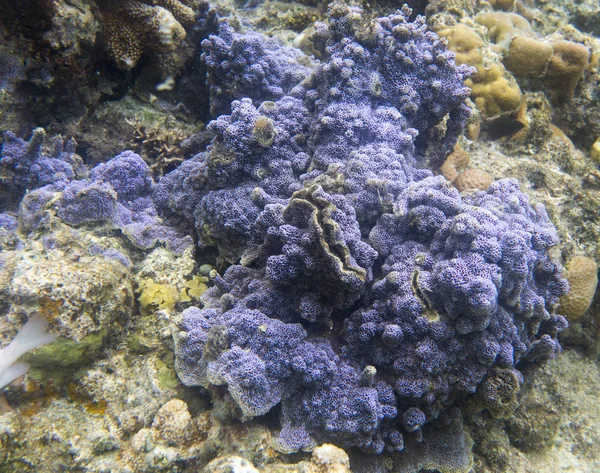 Incrustación de coral azul —  Fotos de Stock