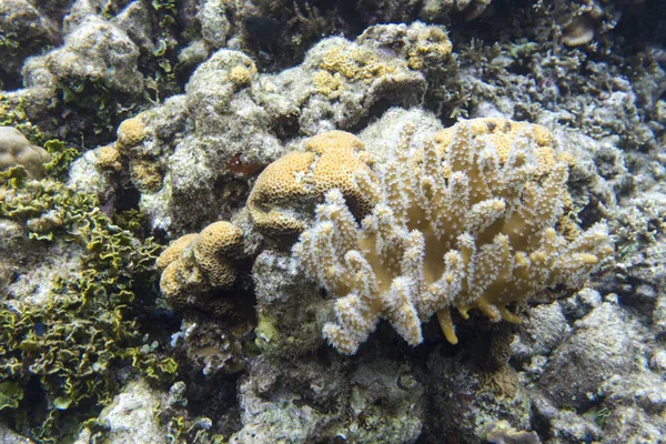 Soft and hard coral in Togian islands — Stock Photo, Image