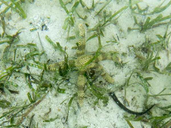 Estrella de mar en el mar de Indonesia — Foto de Stock