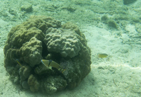 Fish and corals in Indonesia — Stock Photo, Image