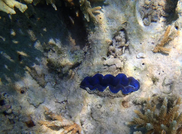 Mavi Tridacna deniz tarağı 