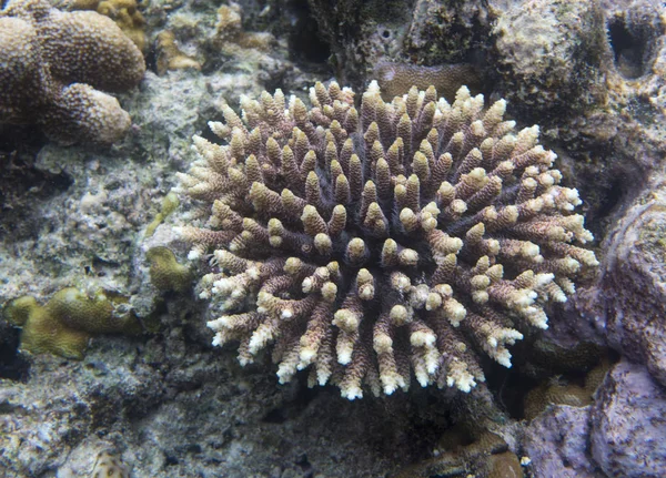 Indoensia에서 Acropora 산호 스톡 사진