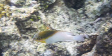 resif balık yakın çekim