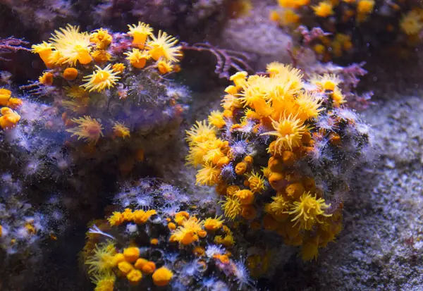 Yellow cup corals — Stock Photo, Image