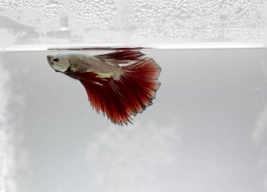 Betta splendens balık