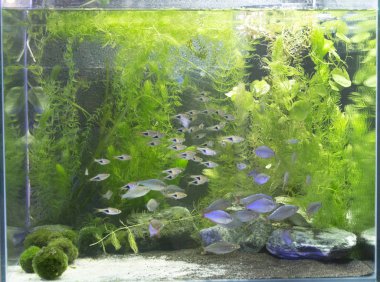 Güzel yerleştirilmiş akvaryum ile çok sayıda balıklar