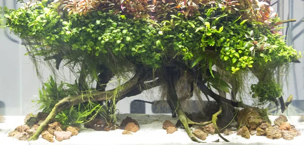 Красивий вид на посаджений акваріум — стокове фото