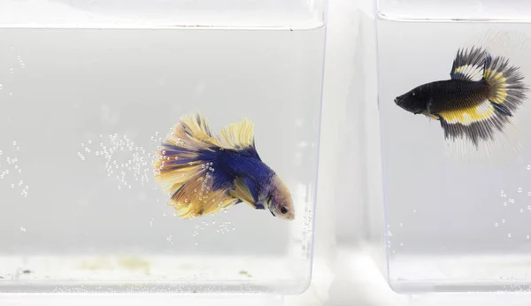 Deux betta splendens — Photo