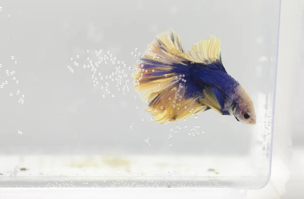 Betta splendens poissons — Photo