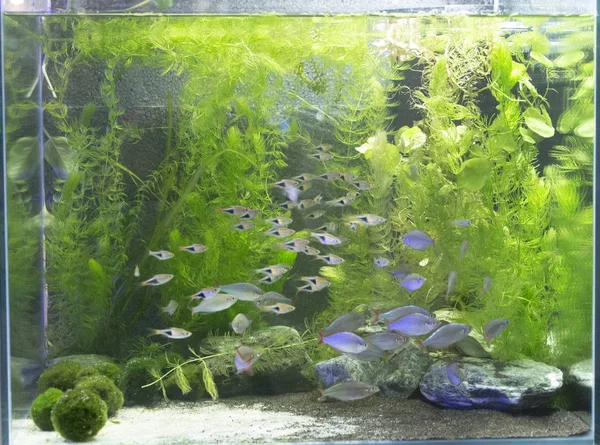 Bel aquarium planté avec de nombreux poissons — Photo