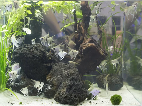 Mooi beplante aquarium met veel vissen — Stockfoto