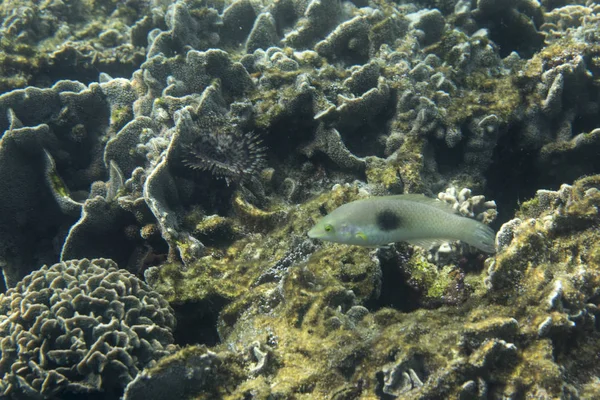 Peces marinos vista cercana — Foto de Stock