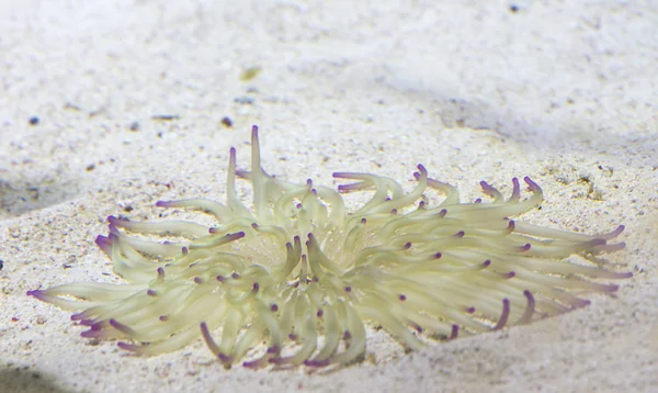 Biały i niebieski piasek anemone — Zdjęcie stockowe