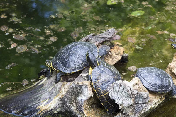 Tartarugas aquáticas na Itália em um parque — Fotografia de Stock