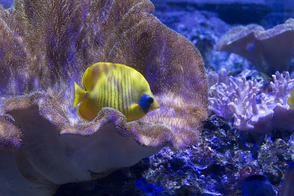 Butterflyfish in aquarium — Stockfoto