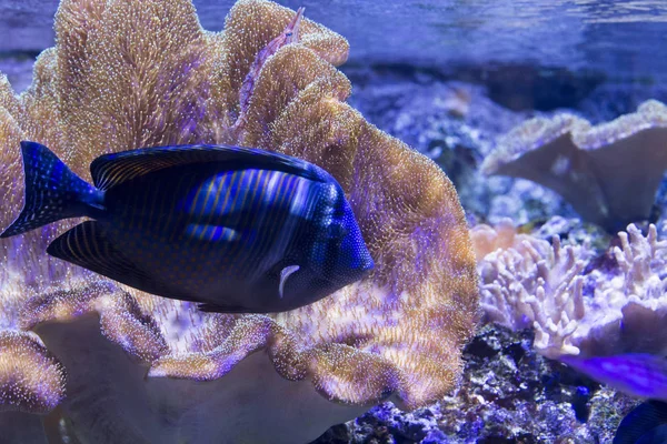 Kirurg fisk i akvariet — Stockfoto