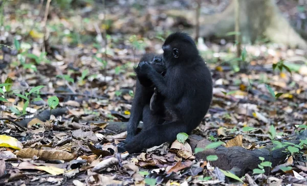 Macaco negro en el parque nacional de Tangkoko — Foto de Stock