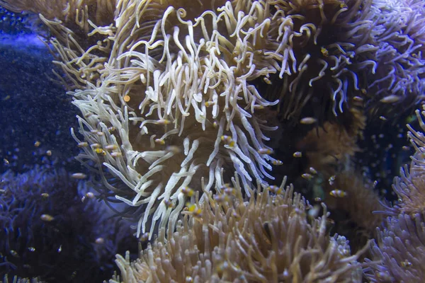 Small clown fishes in a giant anemone — Stock Photo, Image