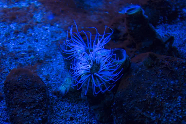 Cerianthus under blue light — Stock Photo, Image
