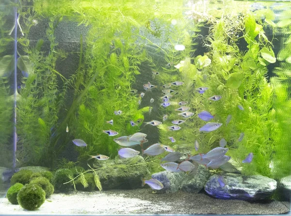 Belo aquário de água doce plantado — Fotografia de Stock