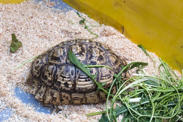 Smuk skildpadde til salg på et marked - Stock-foto