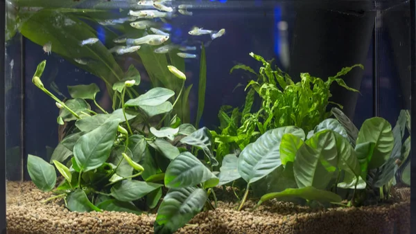 Planted Freshwater Aquarium — Stock Photo, Image